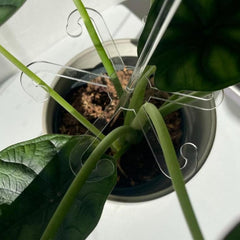 Invisible Gardening Plant Holder